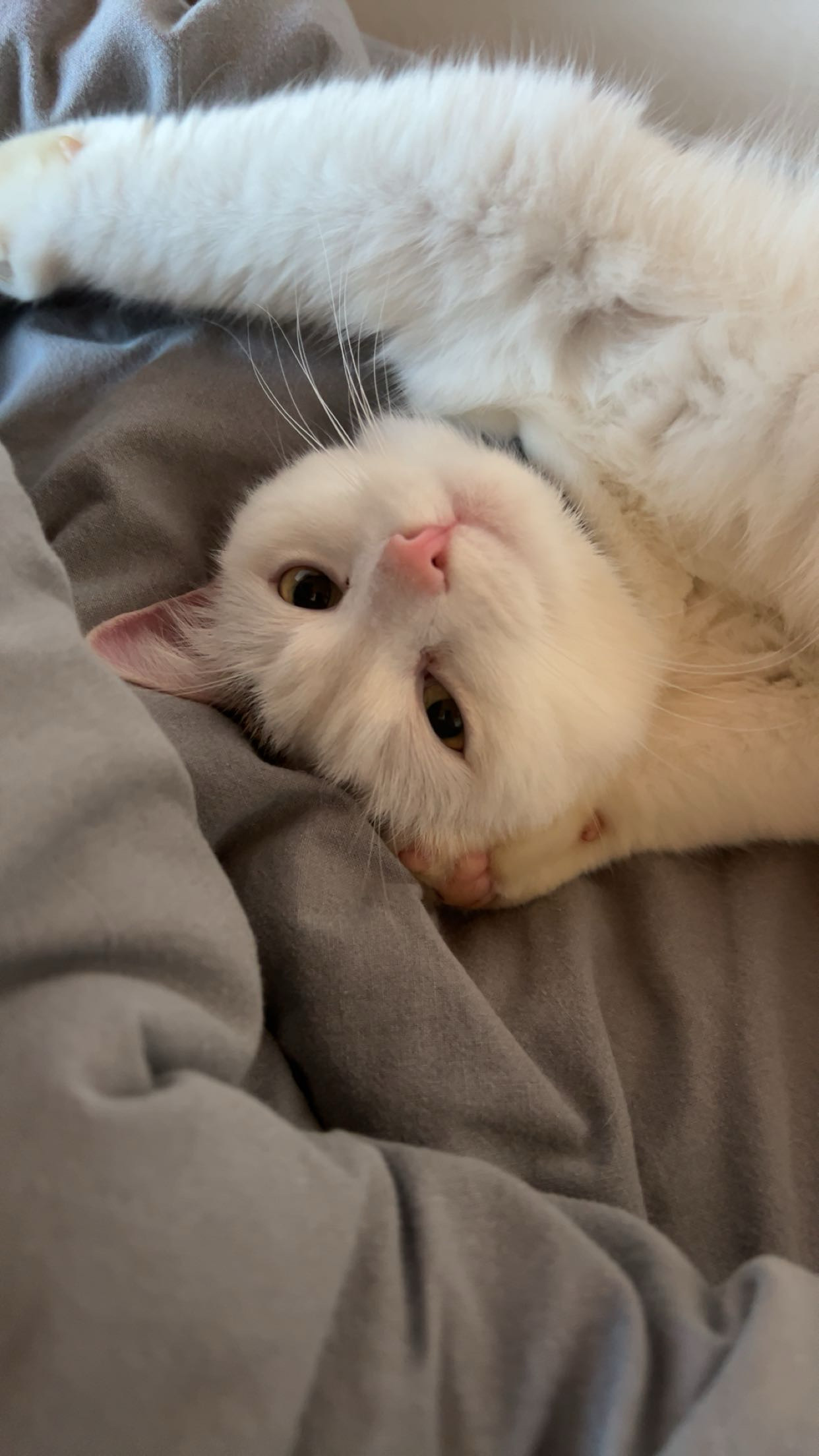 Katze